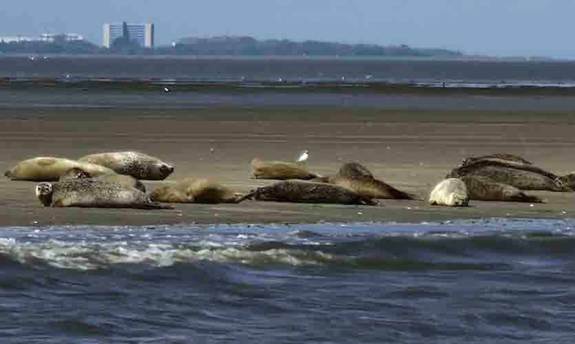 Seehundbänke Cuxhaven