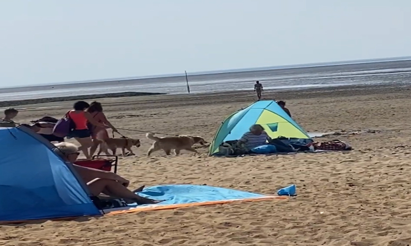 Der Sandstrand mit Hunden Cuxhaven Sahlenburg