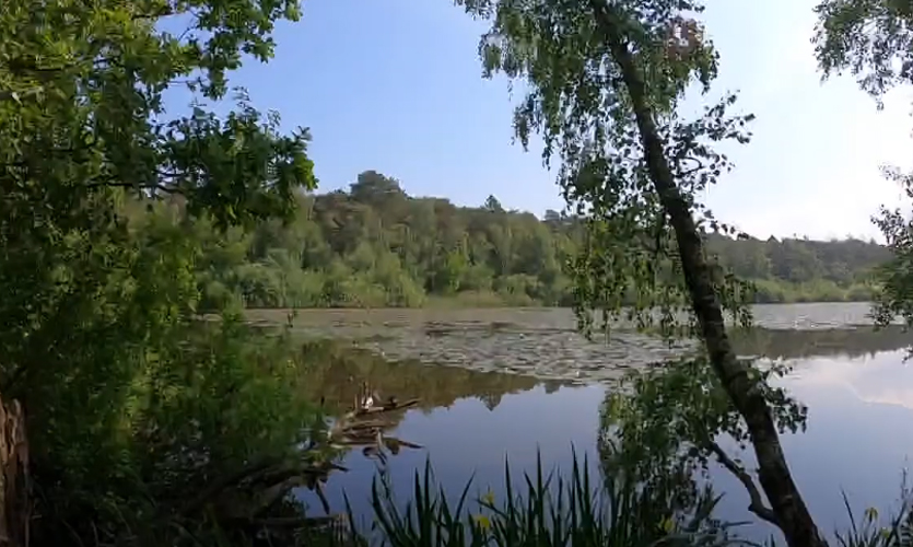 Der Wernerwald mit Finkenmoor