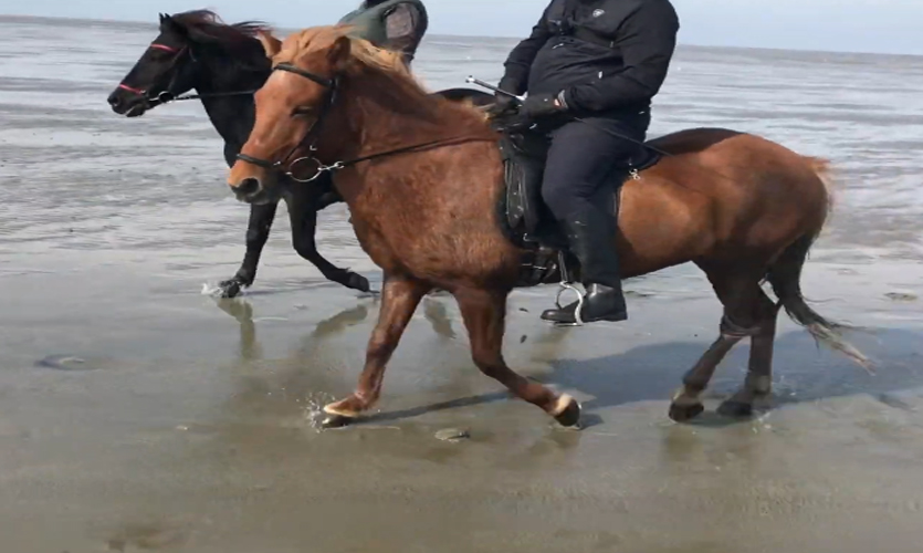 Reiten im Watt von Cuxhaven nach Neuwerk