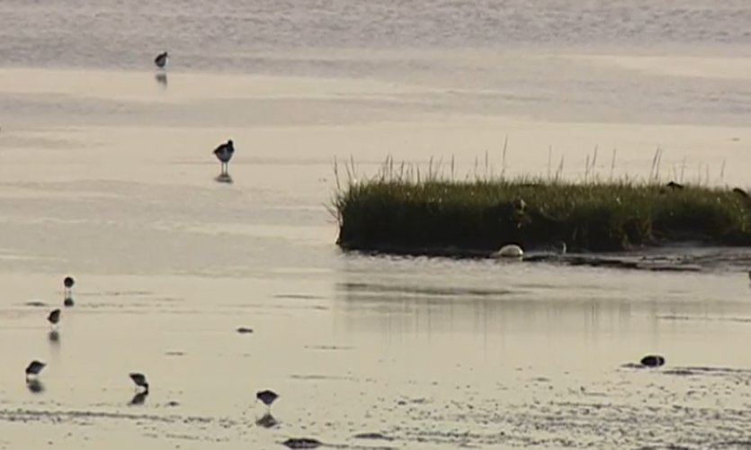 Urlaub am Wattenmeer