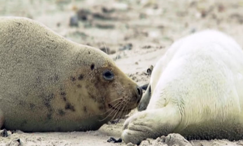 Kegelrobben auf Helgoland